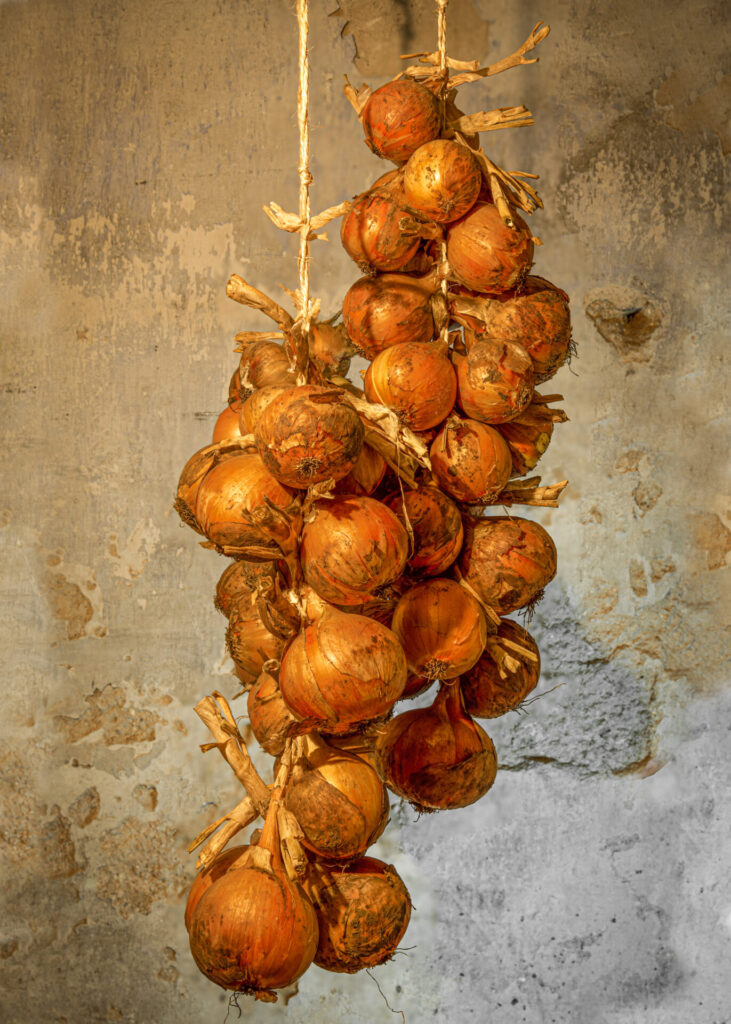 April24 jt runner up Bill Middleton Onion_Harvest