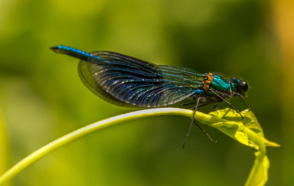 May 24 Runner up Barry Coles Banded Demoiselle