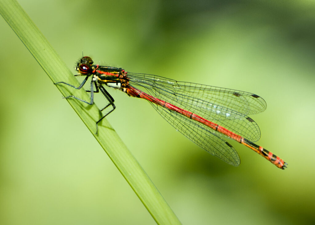 May 24 Winner Bill Middleton Damselfly